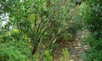 hábito de jovem pau‑branco ou branqueiro no Jardim botânico do Funchal - Picconia excelsa