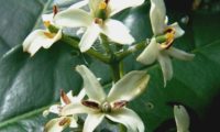 pormenor dos órgãos reprodutivos das flores de pau‑branco - Picconia excelsa