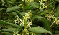 ramalhetes de flores de pau‑branco, branqueiro - Picconia excelsa