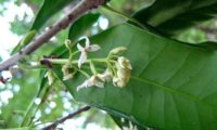 ramalhete de flores de pau‑branco, branqueiro - Picconia excelsa