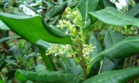 flores e folhas com as margens revolutas de pau‑branco, branqueiro - Picconia excelsa