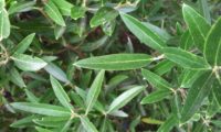 lentisco, aderno-de-folhas-estreitas - Phillyrea angustifolia (1)