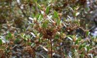 lentisco, aderno-de-folhas-estreitas - Phillyrea angustifolia (10)