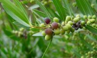 lentisco, aderno-de-folhas-estreitas - Phillyrea angustifolia (11)