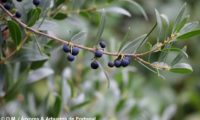 lentisco, aderno-de-folhas-estreitas - Phillyrea angustifolia (16)