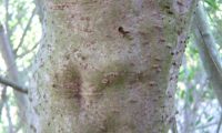lentisco, aderno-de-folhas-estreitas - Phillyrea angustifolia (20)