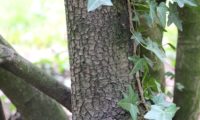 lentisco, aderno-de-folhas-estreitas - Phillyrea angustifolia (20.1)