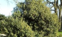 lentisco, aderno-de-folhas-estreitas - Phillyrea angustifolia (21)