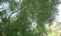 lentisco, aderno-de-folhas-estreitas - Phillyrea angustifolia (22)