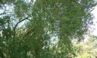 lentisco, aderno-de-folhas-estreitas - Phillyrea angustifolia (22)