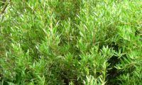 lentisco, aderno-de-folhas-estreitas - Phillyrea angustifolia (4)