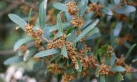 lentisco, aderno-de-folhas-estreitas - Phillyrea angustifolia (9)