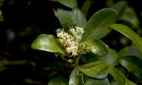 ramalhete de flores brancas de pau‑branco - Picconia azorica