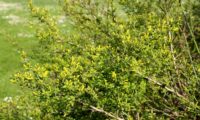 jasmineiro-do-campo - Jasminum fruticans (10)