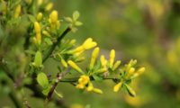 jasmineiro-do-campo - Jasminum fruticans (2)