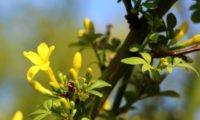 jasmineiro-do-campo - Jasminum fruticans (3)