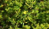 jasmineiro-do-campo - Jasminum fruticans (4)