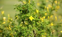 jasmineiro-do-campo - Jasminum fruticans (5)