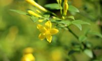 jasmineiro-do-campo - Jasminum fruticans (6)