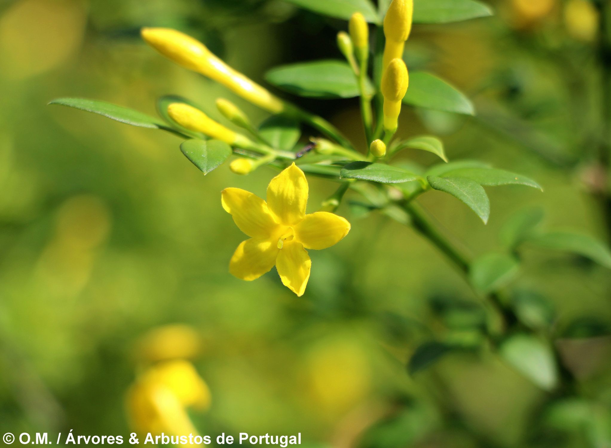 jasmineiro-do-campo – Jasminum fruticans (6)