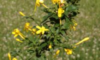 jasmineiro-do-campo - Jasminum fruticans (7)