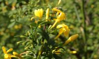 jasmineiro-do-campo - Jasminum fruticans (8)