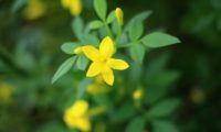 jasmineiro-do-campo - Jasminum fruticans (9)