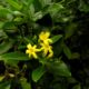 ramalhete de três flores amarelo intenso, cada com seis pétalas e sete botões de jasmineiro-amarelo, Jasminum odoratissimum