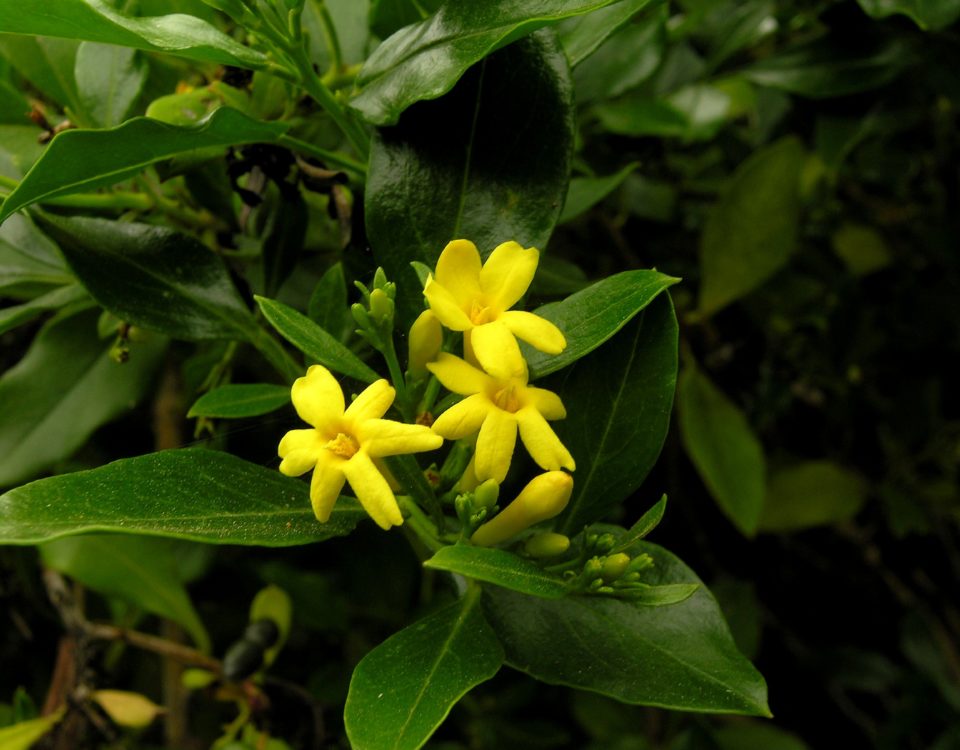 ramalhete de três flores amarelo intenso, cada com seis pétalas e sete botões de jasmineiro-amarelo, Jasminum odoratissimum