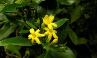 ramalhete de três flores amarelo intenso, cada com seis pétalas e sete botões de jasmineiro-amarelo, Jasminum odoratissimum