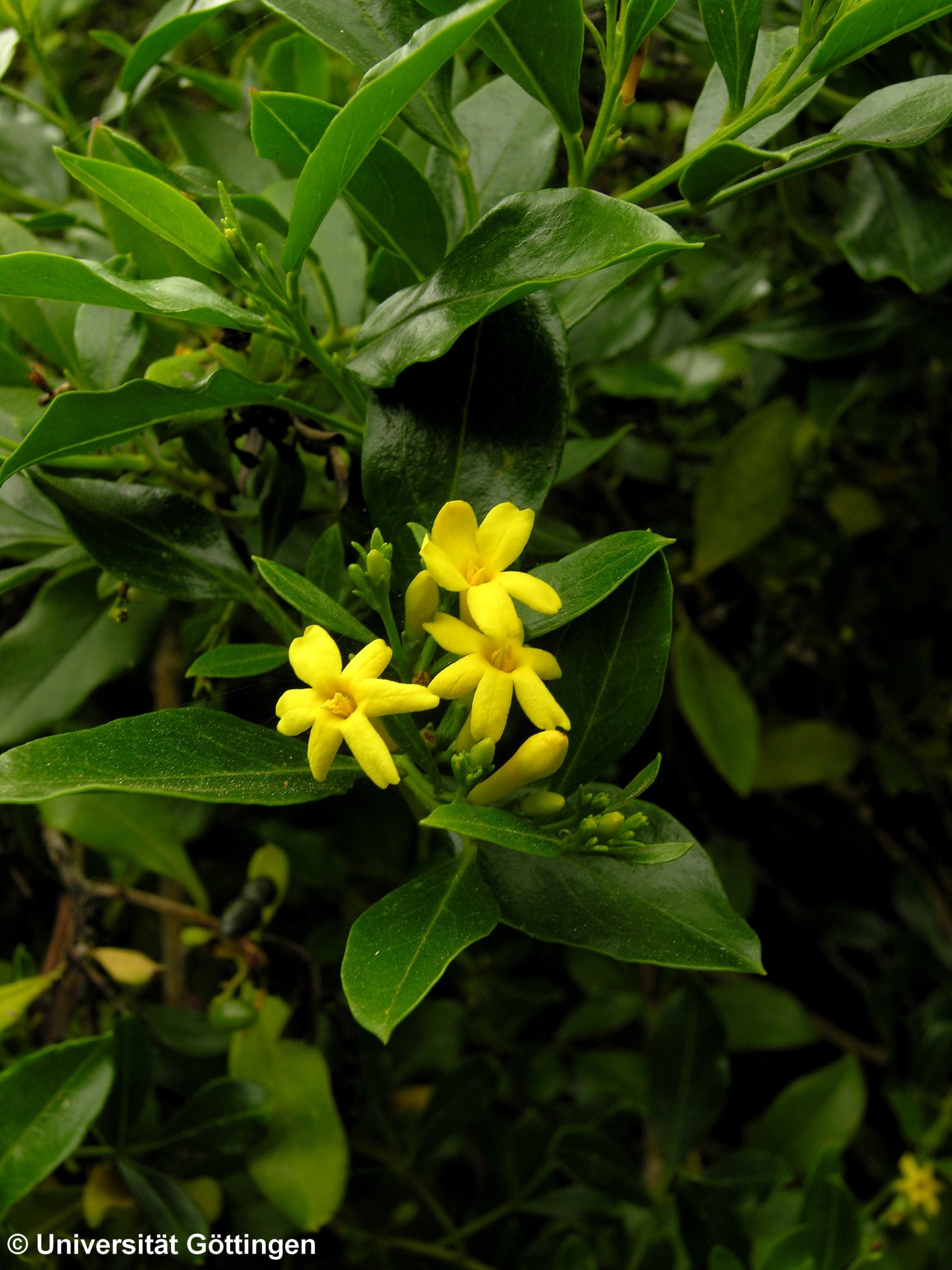 ramalhete de três flores amarelo intenso, cada com seis pétalas e sete botões de jasmineiro-amarelo, Jasminum odoratissimum