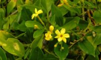 ramalhete de três flores amarelo intenso, cada com seis pétalas, cinco botões, uma baga translucida de jasmineiro-amarelo. Nesta imagem pode-se ver a forma das folhas trifoliadas deste jasmineiro, jasminum odoratissimum.