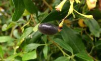 fruto elipsóide de jasmineiro-amarelo, Jasminum odoratissimum, maduro, de cor negra com um envoltório translúcido e brilhante.
