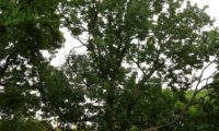 hábito de um freixo-europeu (Fraxinus excelsior ), de copa ovalada, folhagem pouco densa, ramos ascendentes e pouco numerosos. Este aspecto é específico às àrvores de planície.