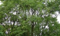 outra imagem de hábito do freixo-europeu (Fraxinus excelsior ), de copa aberta, folhagem pouco densa, ramos muito ascendentes e pouco numerosos. Este aspecto é específico às àrvores de planície.