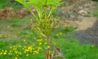 ramalhete de folhas primaveris, com 9/11 folíolos, tendo por baixo um grupo de flores, tendo por baixo as sâmaras do ano anterior de freixo-europeu - Fraxinus excelsior