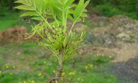 outra vista de um ramalhete de folhas e flores primaveris, com 9/11 folíolos, tendo por baixo um grupo de sâmaras do ano anterior de freixo-europeu - Fraxinus excelsior