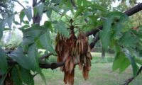 grupo de sâmaras em maturação, com gemas negro-aveludado et coroa de folhas na parte superior do raminho de freixo-europeu - Fraxinus excelsior