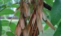 grupo de sâmaras pendentes em maturação de freixo-europeu - Fraxinus excelsior