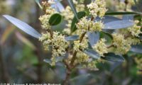 lentisco, aderno-de-folhas-estreitas - Phillyrea angustifolia