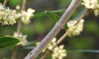 lentisco, aderno-de-folhas-estreitas - Phillyrea angustifolia