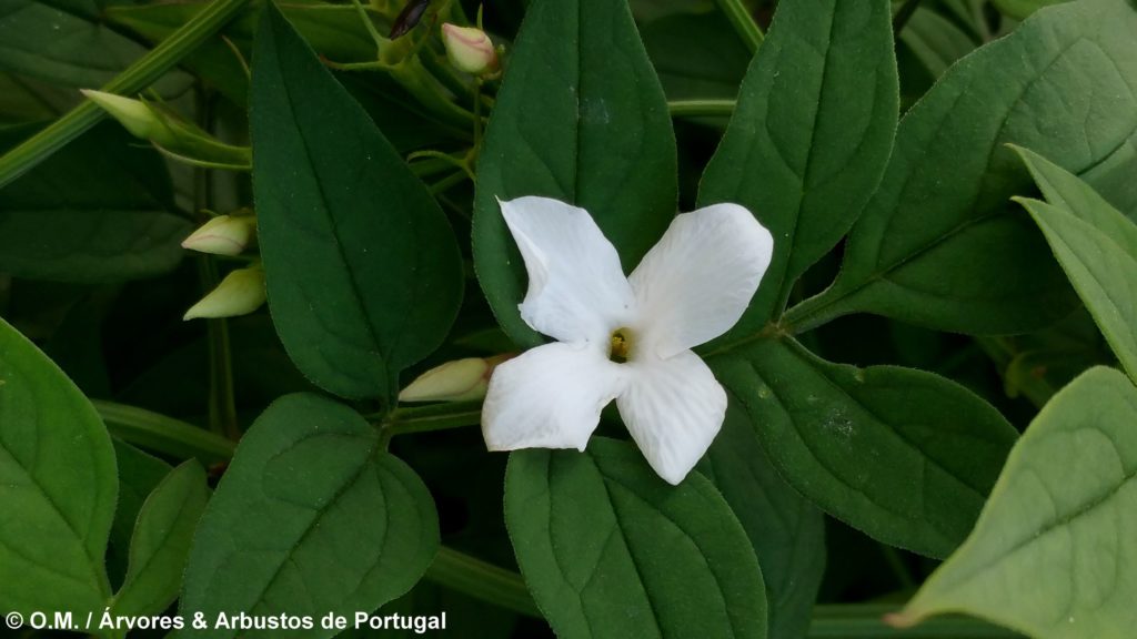 Jasminum officinalis - Jasmineiro-Galego - Árvores e Arbustos de Portugal