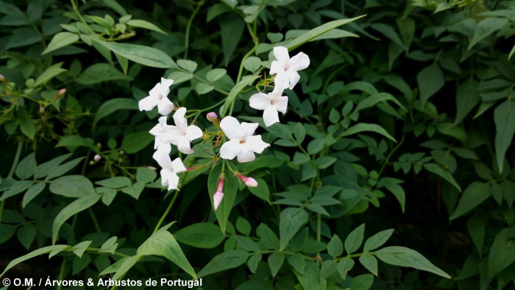 Jasminum officinalis - Jasmineiro-Galego - Árvores e Arbustos de Portugal