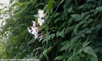 ramalhete de flores e de botões de jasmineiro-galego, rodeado pela folhagem verde mate das lianas que tombam du muro. Jasmim-branco - Jasminum officinalis