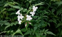 ramalhete de flores com 4 ou 5 pétalas e botões de jasmineiro-galego, enquadrado no verde-escuro mate das folhas compostas do jasmim-branco, jasmim - Jasminum officinalis