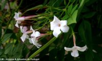 flores muito brancas e botões avermelhados de jasmineiro-galego, jasmim-branco, jasmim - Jasminum officinalis