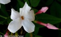 Esta foto mostra o pormenor de flor com cinco pétalas muito brancas e dois botões avermelhados de jasmineiro-galego, jasmim-branco, jasmim - Jasminum officinalis