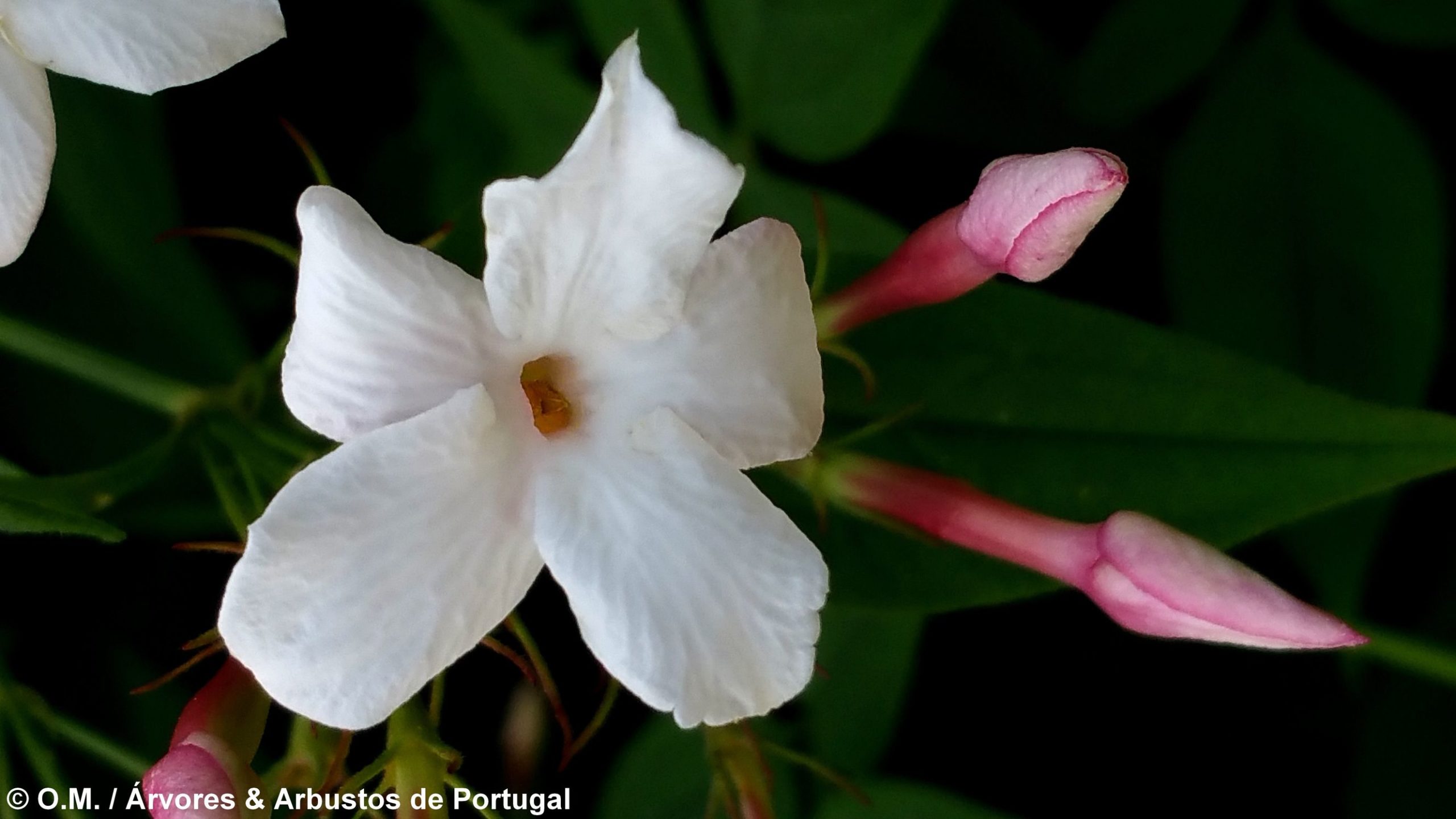 Esta foto mostra o pormenor de flor com cinco pétalas muito brancas e dois botões avermelhados de jasmineiro-galego, jasmim-branco, jasmim - Jasminum officinalis