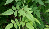 liana pendente de de jasmineiro-galego, jasmim-branco - Jasminum officinalis, esta, sem flores, mostra oito folhas compostas. Folhas superiores com 7 folíolo e as restantes com 5 folíolo.