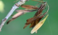 grupo de sâmaras em que se vê bem o ápice truncado de freixo-florido - Fraxinus ornus